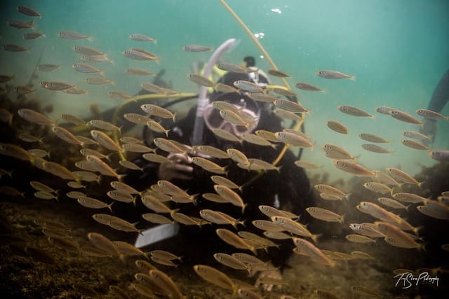 half-day-guided-dive-tour-goat-island-marine-reserve_1